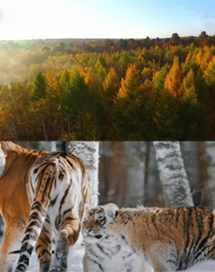 王者归来——中国国家公园